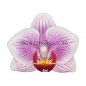 Орхидея 2 ветки (Belem)